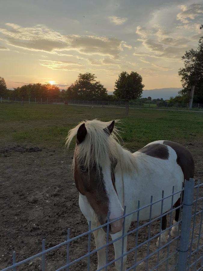 Azienda Agrituristica Ai Prai Castello Di Godego Zewnętrze zdjęcie